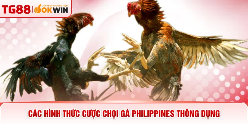 Các hình thức cược chọi gà Philippines thông dụng