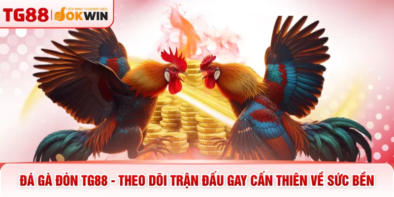 Đá Gà Đòn TG88 - Theo Dõi Trận Đấu Gay Cấn Thiên Về Sức Bền