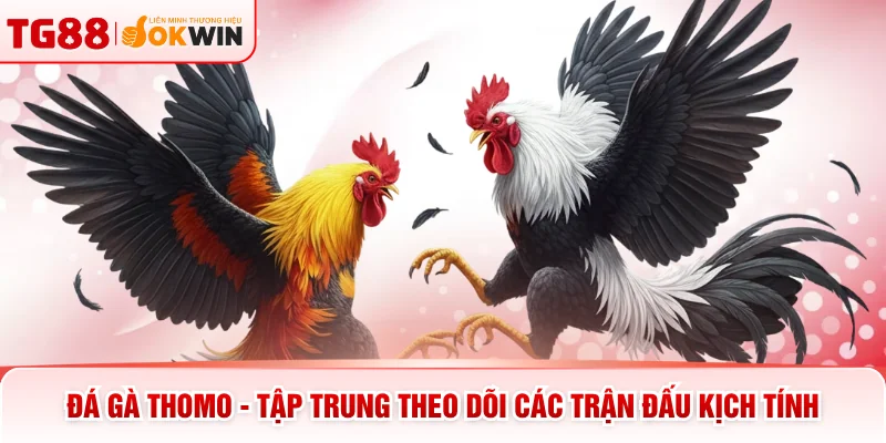 Đá Gà Thomo - Tập Trung Theo Dõi Các Trận Đấu Kịch Tính