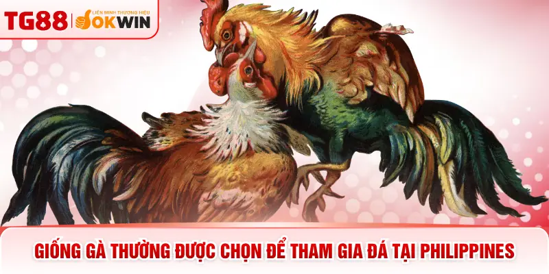 Giống gà thường được chọn để tham gia đá tại Philippines